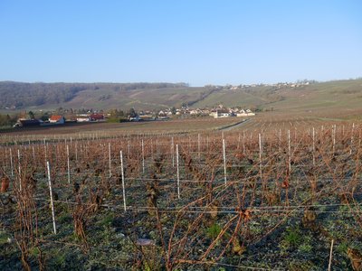 Vignoble de Champagne à Azy-sur-Marne