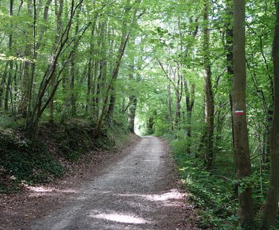 Forêt de Saint-Germain en Laye