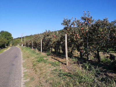 Les Pommiers sur la Via Columbani