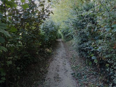 Un sous-bois agréable pour la promenade en été