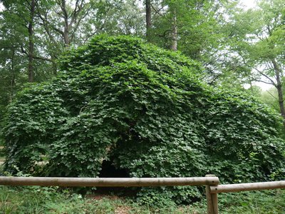 Arbre de la forêt de Verzy