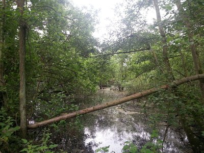 Une saulaie inondée