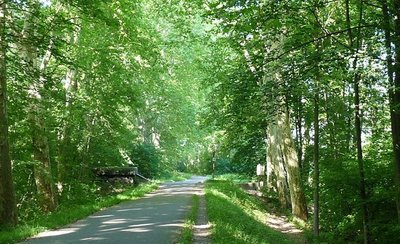 Forêt de la Hardt