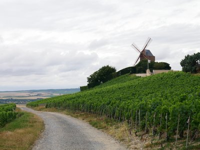 Le moulin de Verzenay devant la Via Columbani