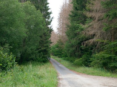 Les épicéas malades en bordure de la Via Columbani et une biche en spectatrice