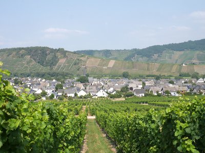 Vue générale de Liewen enveloppée dans son vignoble