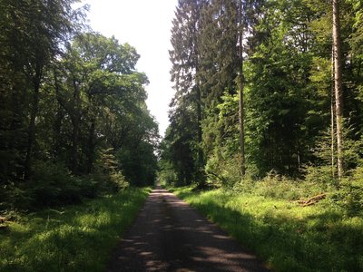 Forêt de Darney