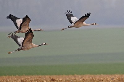 Observatoire des oiseaux à Isson