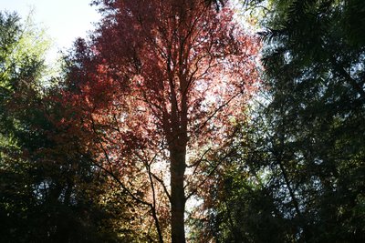 Arboretum de La Hutte, hêtre pourpre, réputé pour les sabotiers et les charrons