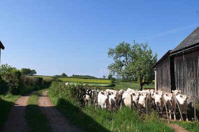 Génisses charolaises élevage à Alligny-en-Morvan