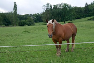 Robuste et élégant avec ses gros sabots couverts de poils.