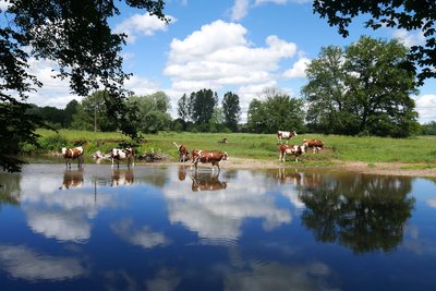 Les Vaches aiment l’eau