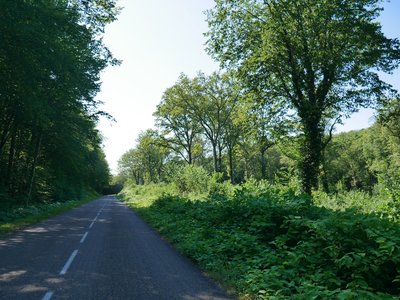 La forêt de Chaux