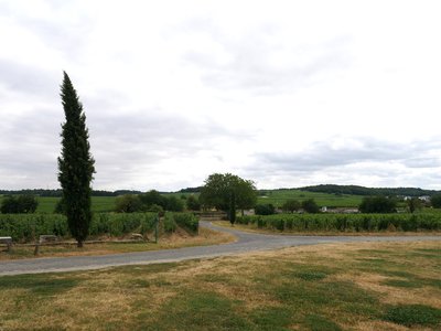 Vignoble de Touraine sur le plateau de Montsoreau