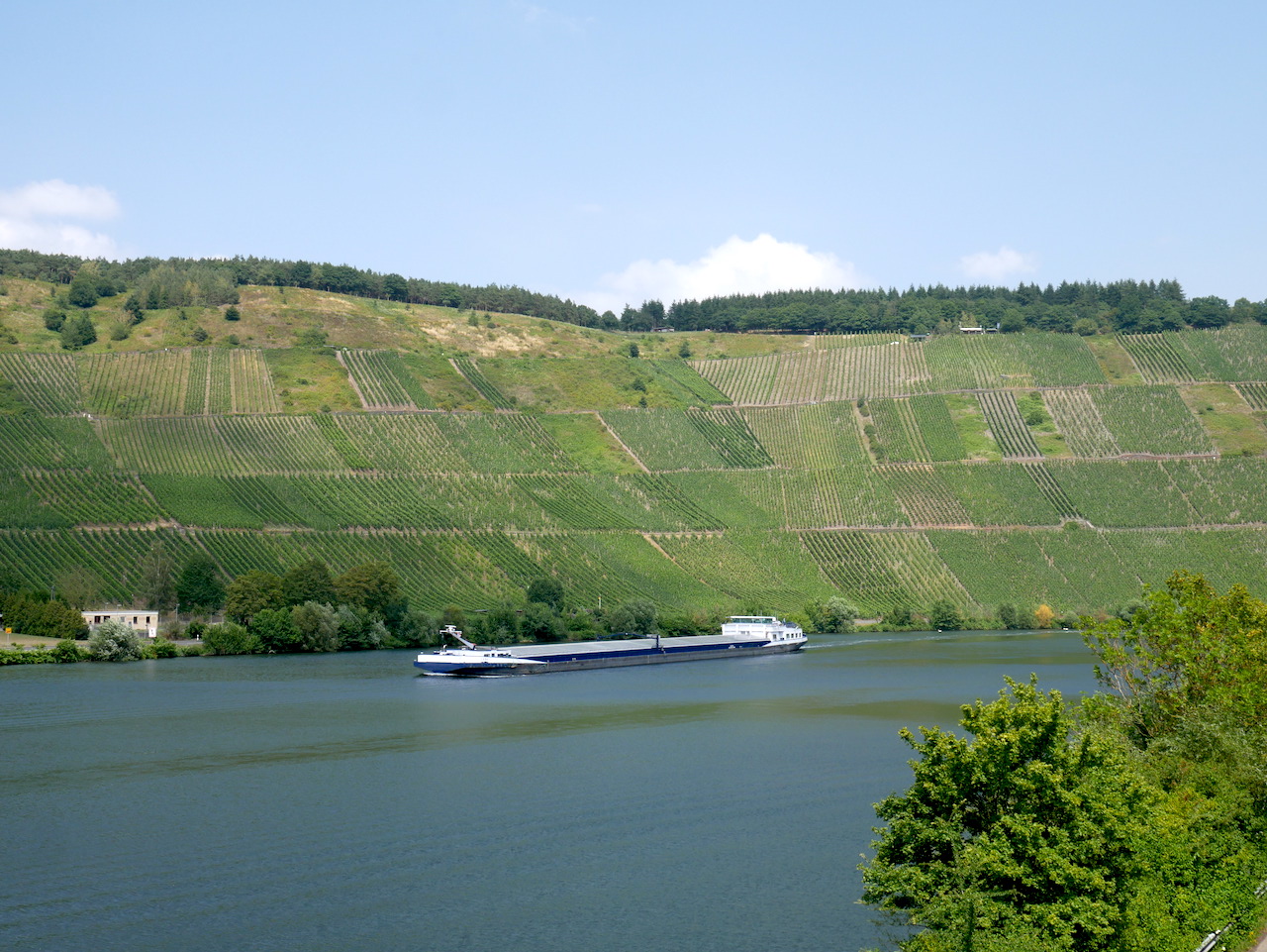 La Moselle et le vignoble à Mehring