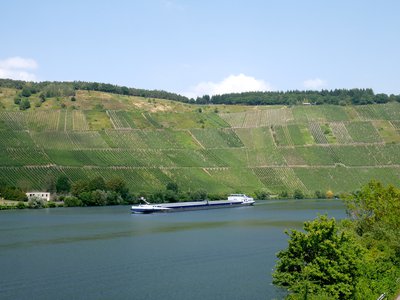 La Moselle et le vignoble à Mehring