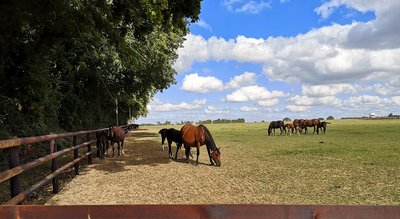 Haras de la Pomme à Le Pin